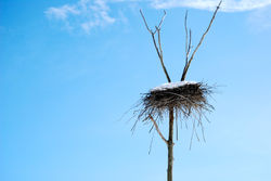 Great Blue Heron Nest