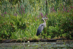 Great Blue Heron