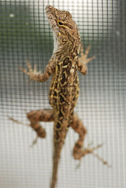 Brown Anole