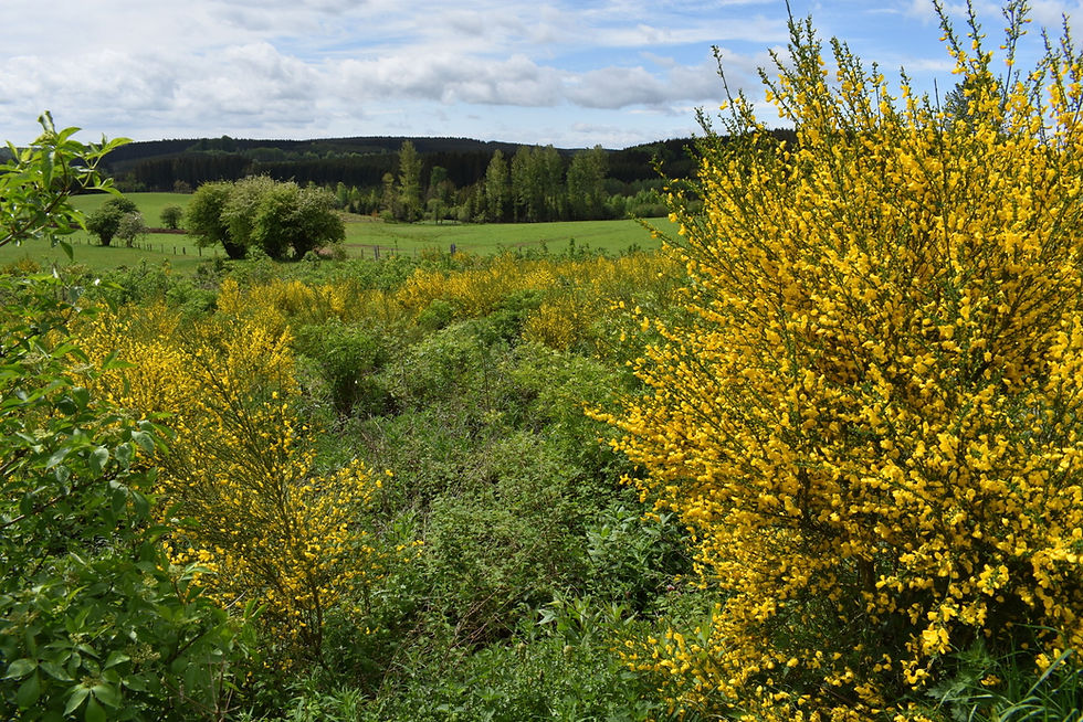 La Grande Forêt d'Anlier 19Km
