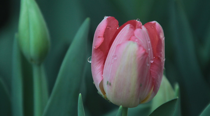Dewy Pink Tulip