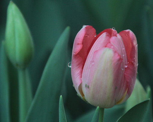 Dewy Pink Tulip 