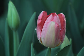 Dewy rosa Tulpe 