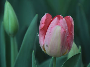 Time to plant the tulips