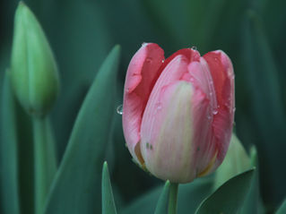 Outdoor Trail Walk & Bulb Planting