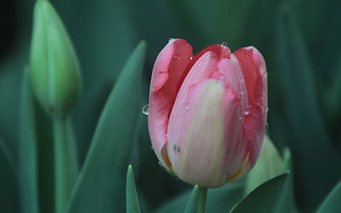 Dewy Pink Tulip
