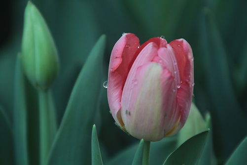 Dewy Pink Tulip