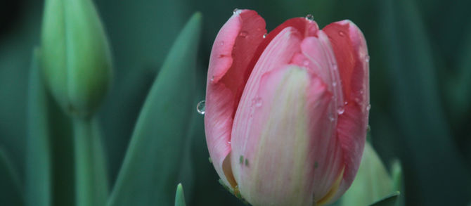 Time to Plant the Tulips
