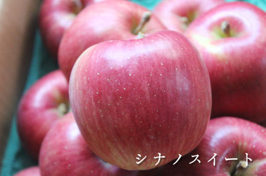 もぎたてりんごお届け便 シナノスイート