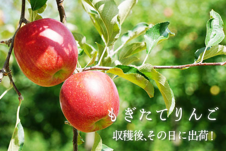 木になるりんごジョナゴールド もぎたてりんご 収穫後、その日のうちに発送