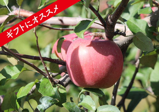 完売）【贈答用】りんご 10kg箱 | 唐牛苹果園