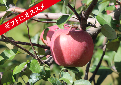 完売）【贈答用】りんご 10kg箱 | 唐牛苹果園