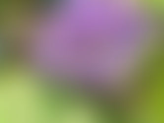 В 2023 году 125 000 туристов из РФ посетили Вьетнам