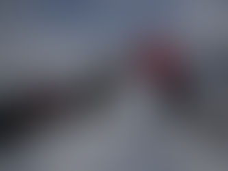 Белые медведи – частые гости бухты Тихой