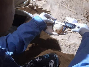 Вторая кладка яиц черепахи найдена на пляже Май Кхао на Пхукете