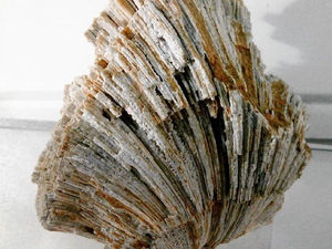 В подмосковной Рузе нашли кораллы