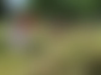 Новинки «СеноFEST»-2023