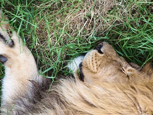 Датский зоопарк проведет публичное вскрытие льва, убитого из-за роста популяции