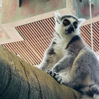 Грандиозное открытие «Города мечты» на Шри-Ланке