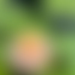 Таиланд отправляет срочную дипломатическую миссию в США, чтобы предотвратить введение сокрушительных пошлин