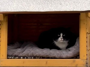 Кот Гачек - знаковая фигура в польском Щецине