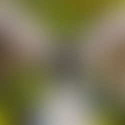 На мальдивском курорте Kurumba обновили спа-меню