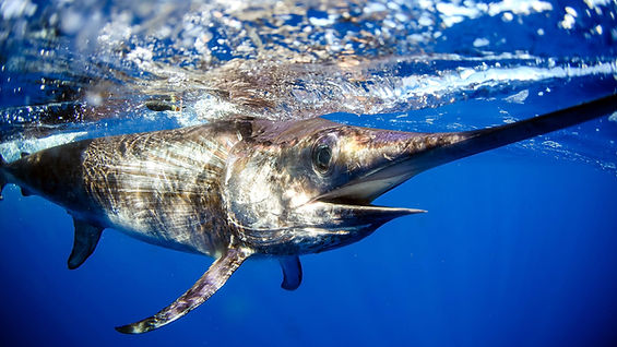 Swordfish-off-Florida-coast-1.jpg