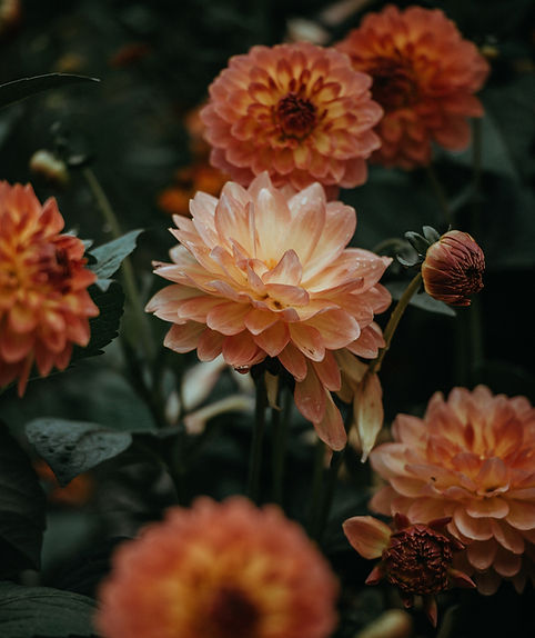 Orange Dahlias Blooming_edited_edited_edited.jpg