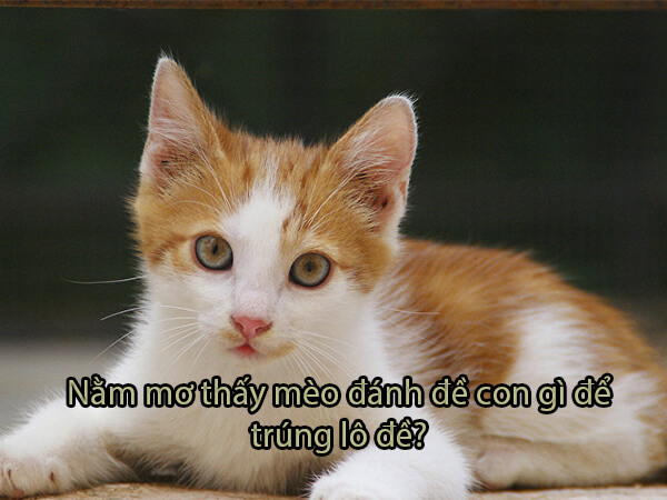 Mơ thấy mèo đánh con gì? Giải mã giấc mơ thấy mèo trong lô đề content media