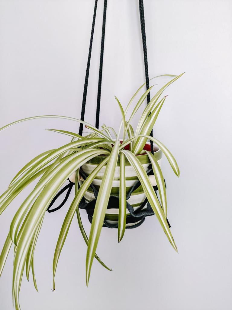 Thumbnail: Leather Plant Holder