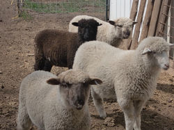 farm-animals-008_med_hr
