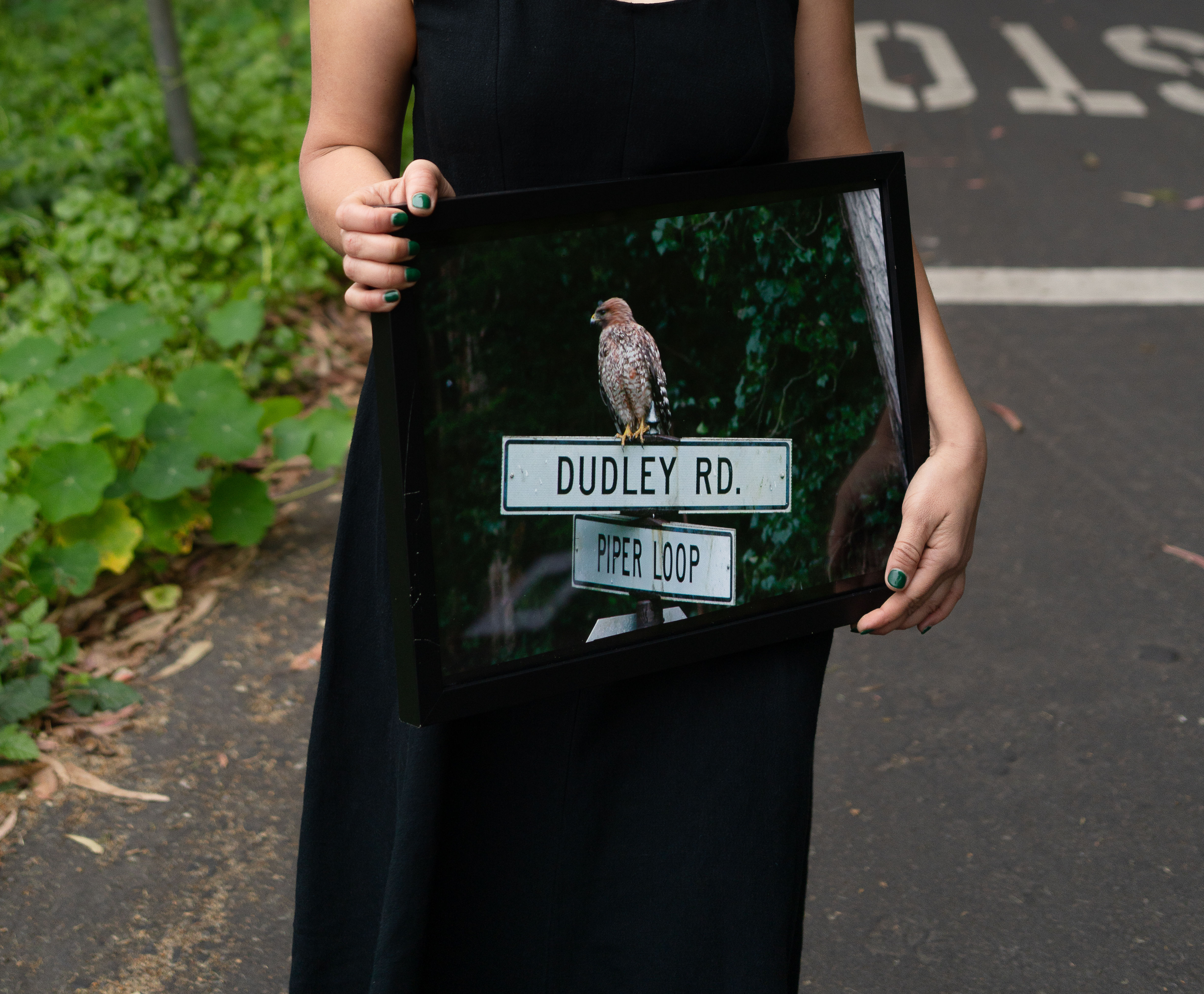 Red Shouldered Hawk on My Street's Sign