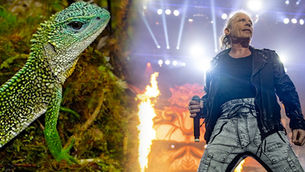 Nuova specie di lucertola chiamata 'Enyalioides Dickinsoni' in onore del cantante degli Iron Maiden