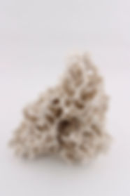image1.jpeg