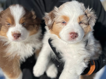 Australian Shepherd Puppies Utah