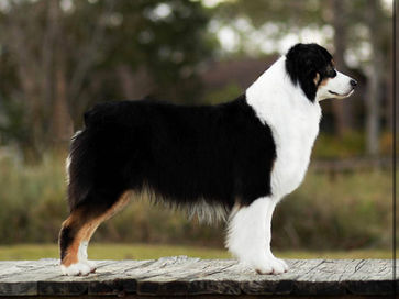 Australian Shepherd Puppies Utah