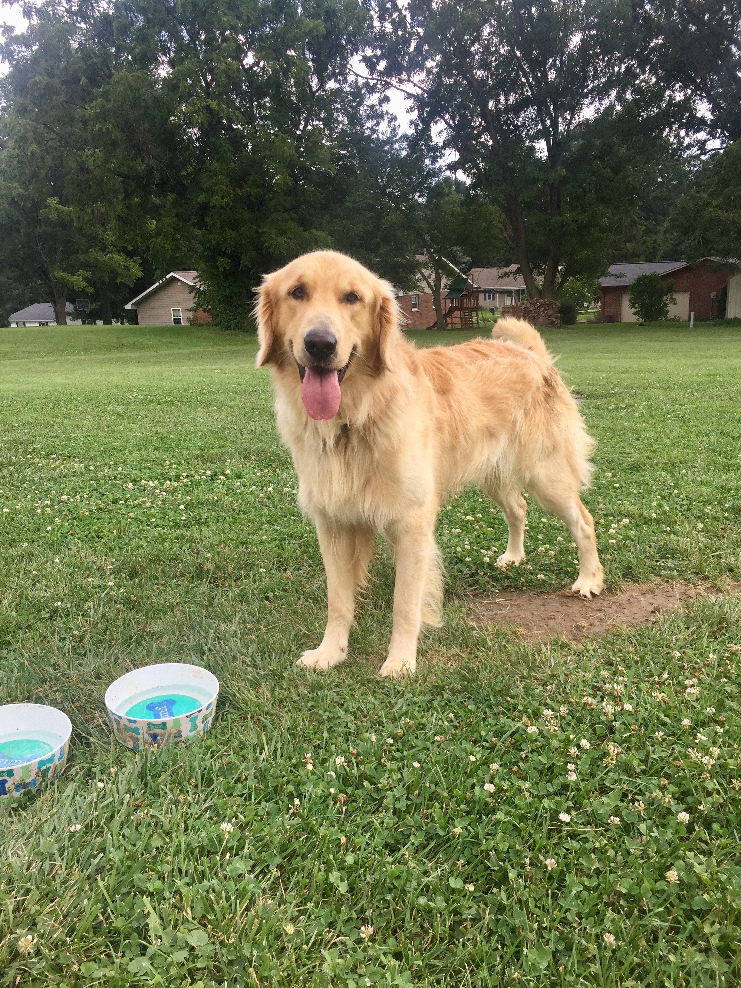 Martin County Golden Kennels Golden Retrievers for Sale in Loogootee