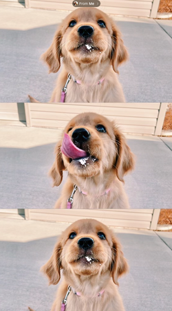 London as a puppy!