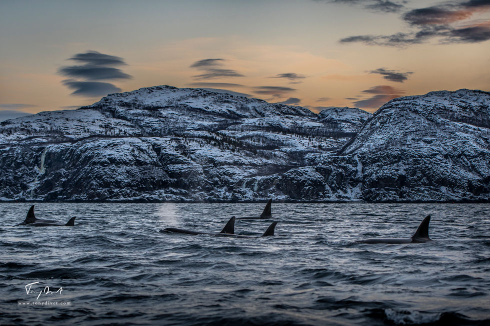 Orca-8107.jpg