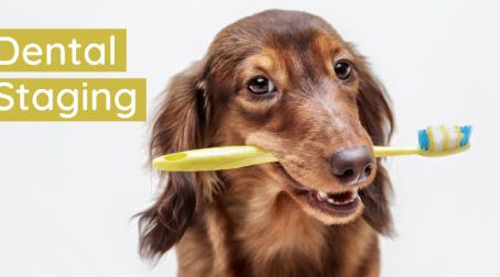 What is staging in veterinary dentistry and why will we be doing it?