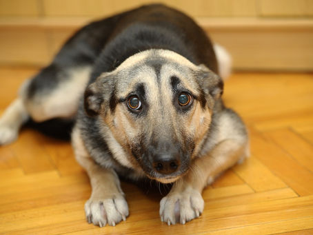 What are pre-medications, and why do we use them prior to some veterinary visits?