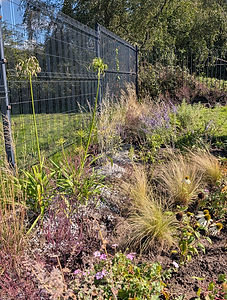 Grasses, heather and alliums in the new planted border at Gamesley Community Garden