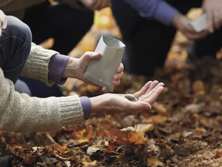 Better Place Forests May Change How You Think About Grieving