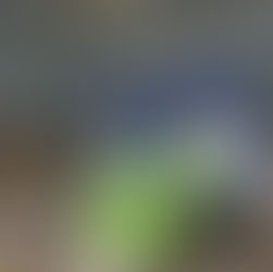 Safe Cleaning for Pigeon Droppings in a Loading Bay