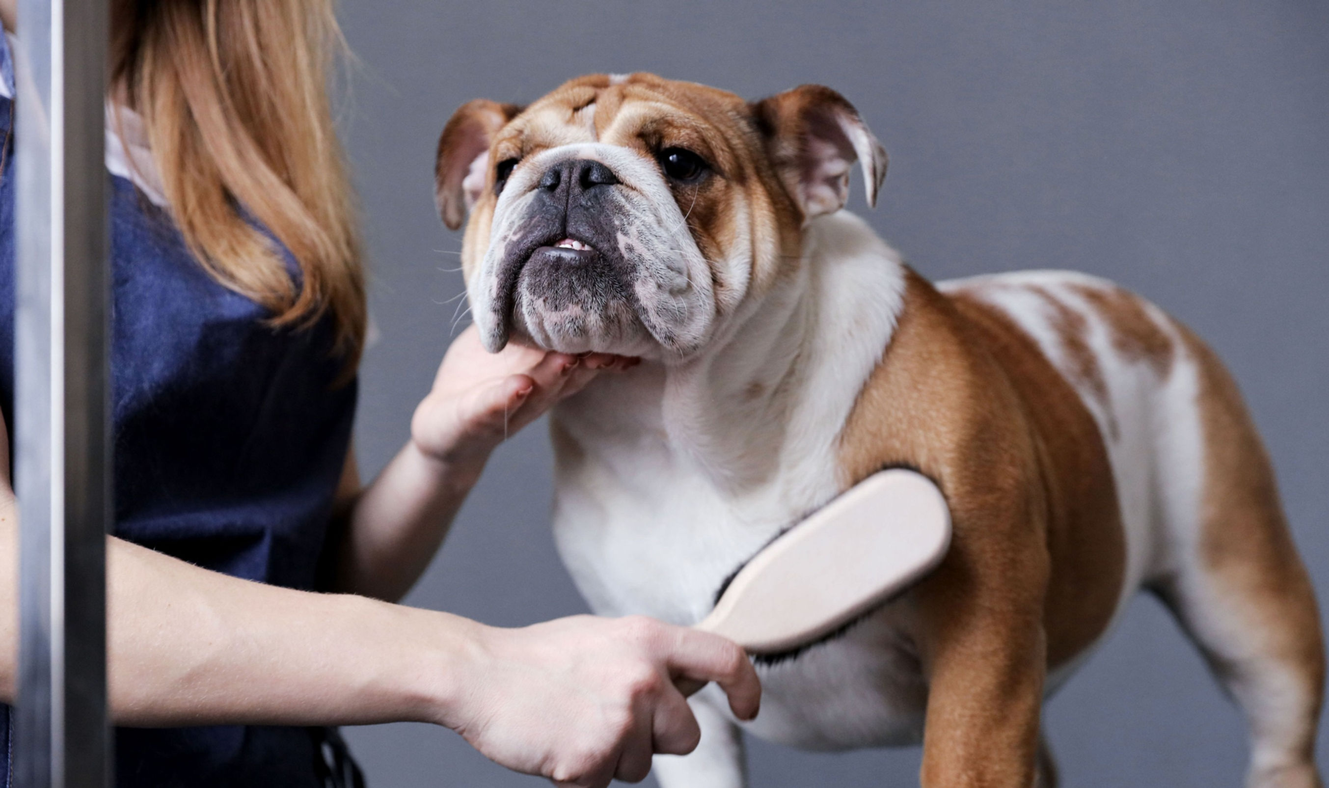 Bulldog being groomed