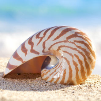 stock-photo-nautilus-shell-on-a-beach_edited.jpg