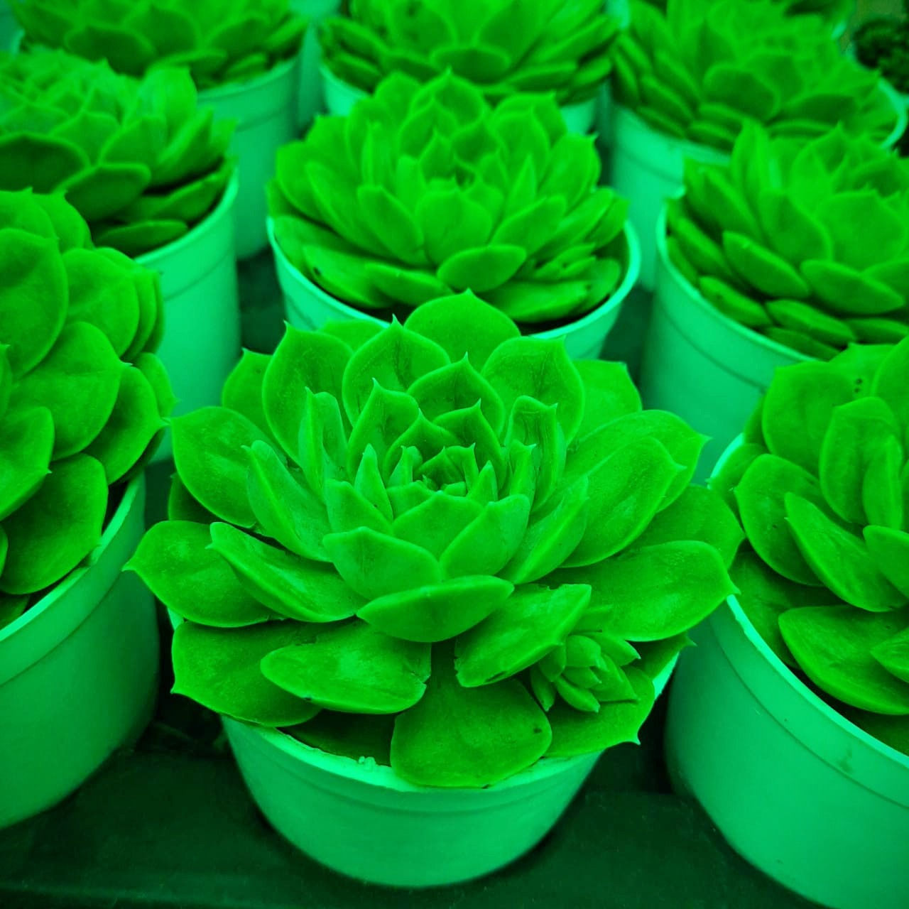 Echeveria elegans Rose - Succulent Plant