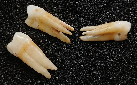 SPP_root_traits.png