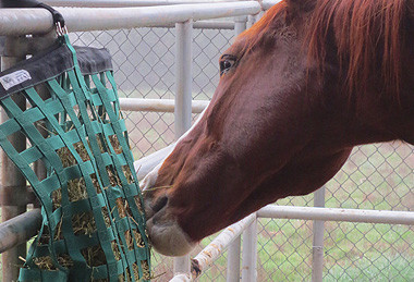 slow feeder bolsas for horses