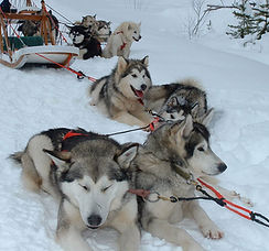 chiens-traineaux1 (1).jpg